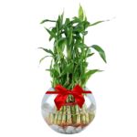 A 3-Step Feng-Shui Good Luck Bamboo Plant