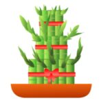 Bamboo Plants